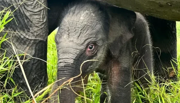 Gajah Baru Lahir di Padang Sugihan, Menambah Keindahan Travelmu!