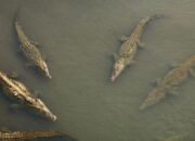 “Kawanan Buaya di Israel Ternyata Dibidani untuk Menjadi Senjata Perang!”