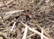 Desa Garoga di Batang Toru: Hilangnya Sebuah Desa Tertimbun Tanah dan Gelondongan Kayu