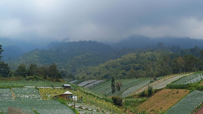 Tragedi Mengejutkan di Siksorogo Lawu Ultra: 2 Pelari Tewas Bukan Peserta Rute Ekstrem