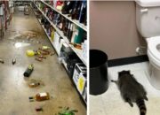 **Toko Miras ‘Dirampok’ Saat Liburan Thanksgiving, Hewan Berbulu Belang di Ashland, Virginia**