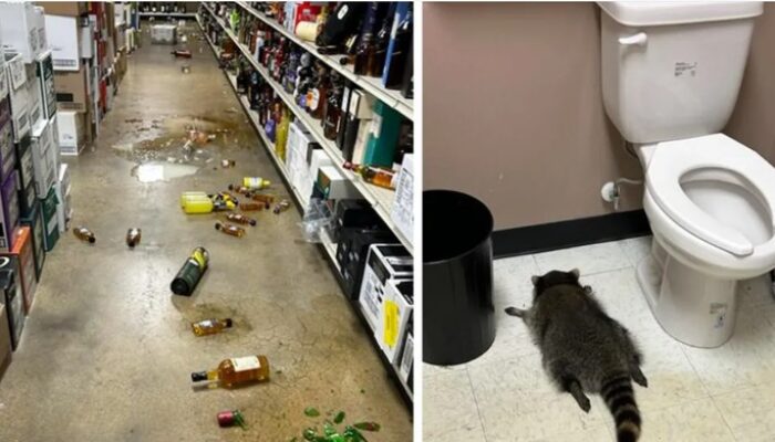 **Toko Miras ‘Dirampok’ Saat Liburan Thanksgiving, Hewan Berbulu Belang di Ashland, Virginia**