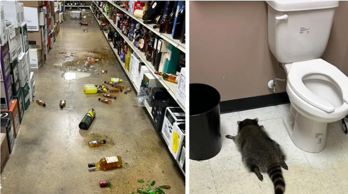 **Toko Miras 'Dirampok' Saat Liburan Thanksgiving, Hewan Berbulu Belang di Ashland, Virginia**