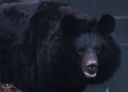 Viral Rekaman Beruang Serang Pawang di Tengah Pertunjukan, Apa yang Terjadi? – Update 1