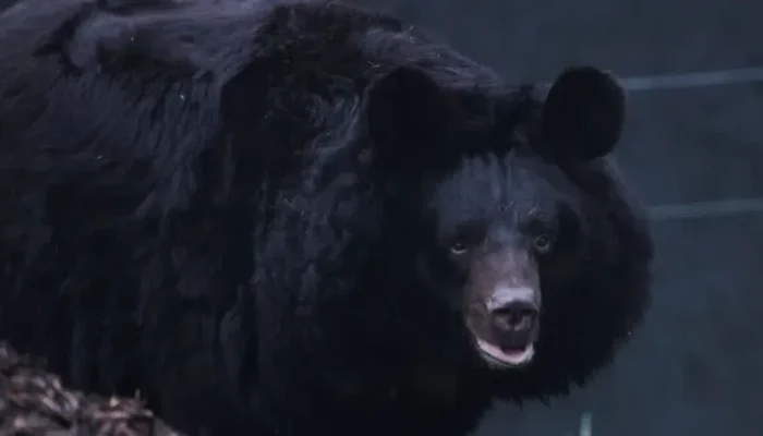 Viral Rekaman Beruang Serang Pawang di Tengah Pertunjukan, Apa yang Terjadi? – Update 1