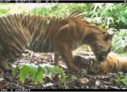 **Terpopuler: 27 Harimau Sumatera Bersembunyi di Hutan Leuser, Yuk Kenali Mereka!**