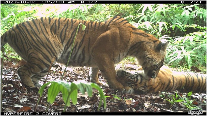 **Terpopuler: 27 Harimau Sumatera Bersembunyi di Hutan Leuser, Yuk Kenali Mereka!**