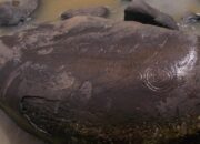 **Pengalaman Eksklusif di Prasasti Muara Cianten, Sejarah Kerajaan Tarumanegara di Bogor**