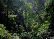 Keajaiban di Tebing: Turis Jatuh 40 Meter, Tapi Hidup!