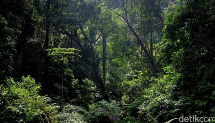 Keajaiban di Tebing: Turis Jatuh 40 Meter, Tapi Hidup!