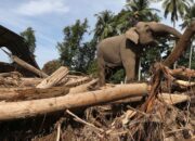 **4 Gajah Terlatih Bersihkan Aceh, Pesona Alam dan Konservasi yang Eksotis**