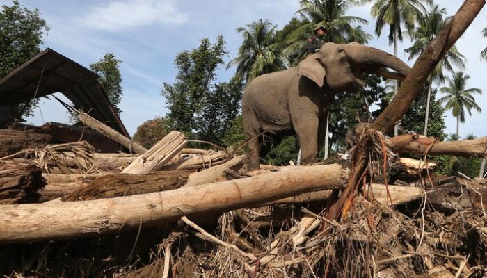 **4 Gajah Terlatih Bersihkan Aceh, Pesona Alam dan Konservasi yang Eksotis**