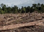 Heboh Ajakan Patungan Beli Hutan, DPR: Sindiran Tajam untuk Pemerintah di Sumatera