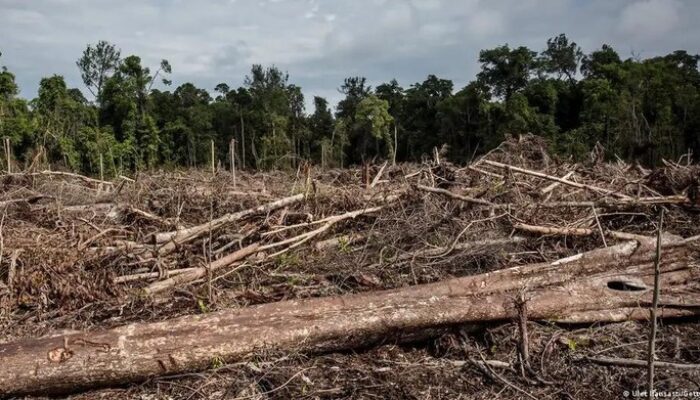 Heboh Ajakan Patungan Beli Hutan, DPR: Sindiran Tajam untuk Pemerintah di Sumatera