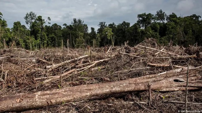 Heboh Ajakan Patungan Beli Hutan, DPR: Sindiran Tajam untuk Pemerintah di Sumatera