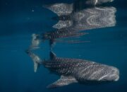 Sejarah! Temuan Perdana Bayi Hiu Paus Indonesia – Update 1