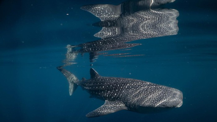 Sejarah! Temuan Perdana Bayi Hiu Paus Indonesia - Update 1