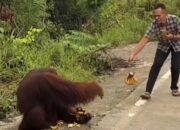 Orangutan Terancam: Kepunahan di Pinggir Jalan Kutai Timur!