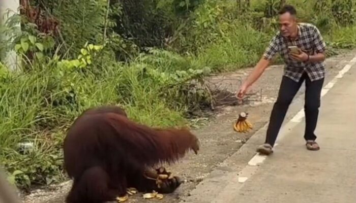Orangutan Terancam: Kepunahan di Pinggir Jalan Kutai Timur!