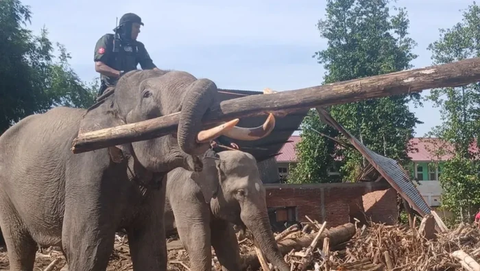 Gajah: Solusi Banjir atau Kekerasan? Pakar UGM Kecam Pemanfaatan Hewan Ini!