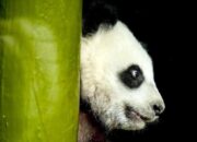 Jepang Kembalikan 2 Ekor Panda ke China: Bukan Hanya Reuni, tapi Simbol Perdamaian Global