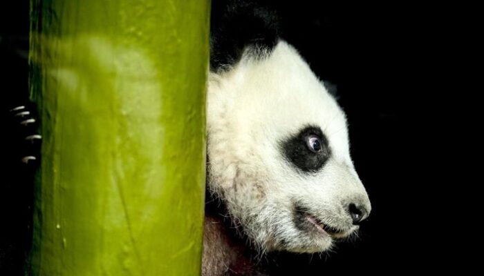 Jepang Kembalikan 2 Ekor Panda ke China: Bukan Hanya Reuni, tapi Simbol Perdamaian Global