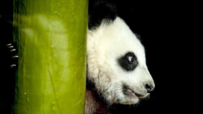 Jepang Kembalikan 2 Ekor Panda ke China: Bukan Hanya Reuni, tapi Simbol Perdamaian Global
