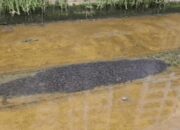 **Saksikan Ribuan Lele di Canberra, Singapura: Kejutan Menakjubkan yang Wajib Dilihat!**