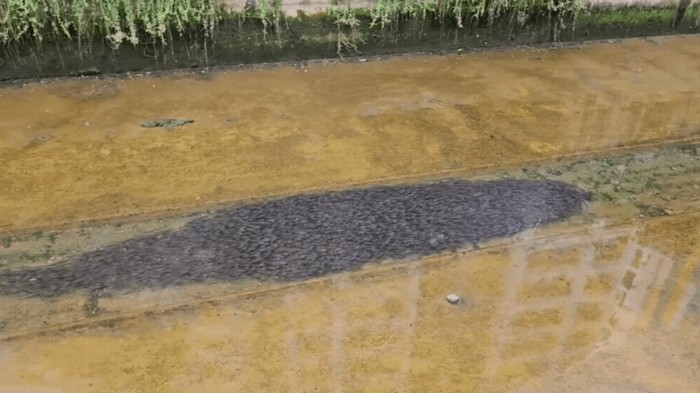 **Saksikan Ribuan Lele di Canberra, Singapura: Kejutan Menakjubkan yang Wajib Dilihat!**