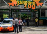 **Panduan Menjelajahi Bandung Zoo dengan Bantuan dari BBKSDA Jabar**
