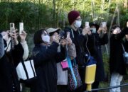 **Warga Tokyo Antre Panjang untuk Bersua dengan Panda Kembar Ueno Sebelum Kembali ke Tiongkok**