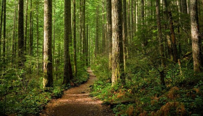 Hutan-hutan di Jabar Terancam, Dedi Mulyadi Mau Bikin Pohon Abadi: Apakah Cukup?