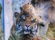 **Terpopuler: Tanpa Rusa dkk, Harimau di TN Gunung Leuser Takkan Bertahan**