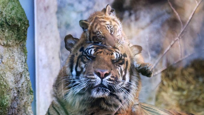 **Terpopuler: Tanpa Rusa dkk, Harimau di TN Gunung Leuser Takkan Bertahan**