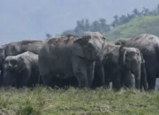 **Tragedi Mengerikan: 7 Gajah Asia Tewas Tertabrak Kereta di Assam, India**