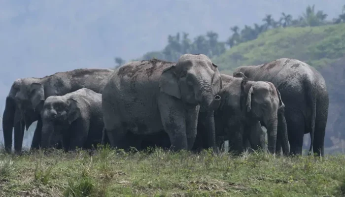 **Tragedi Mengerikan: 7 Gajah Asia Tewas Tertabrak Kereta di Assam, India**