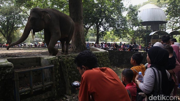 Nikmati Libur Nataru di Ragunan Zoo: Buka Lebar untuk Kenangan Wisata!