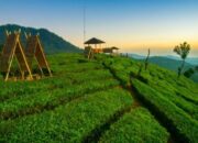 Sky Bridge Pangalengan: Nikmati Pesona Kebun Teh Terbaik di Dunia!