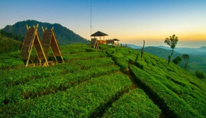 Sky Bridge Pangalengan: Nikmati Pesona Kebun Teh Terbaik di Dunia!