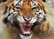 **Batalnya Perjuangan Harimau vs Kucing dan Masa Depan Penerbangan**