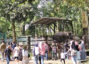 **Keeper Talk & Feeding Time di Ragunan: Petualangan Edukatif Liburan Tahun Baru yang Wajib Dicoba**
