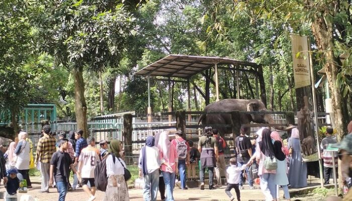 **Keeper Talk & Feeding Time di Ragunan: Petualangan Edukatif Liburan Tahun Baru yang Wajib Dicoba**