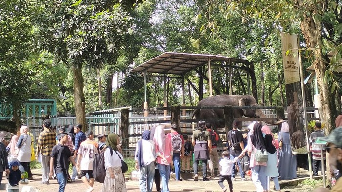 **Keeper Talk & Feeding Time di Ragunan: Petualangan Edukatif Liburan Tahun Baru yang Wajib Dicoba**