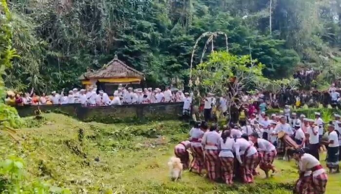 **Ritual Kesuburan Eksotis di Bali: Siat Untek di Desa Kiadan**