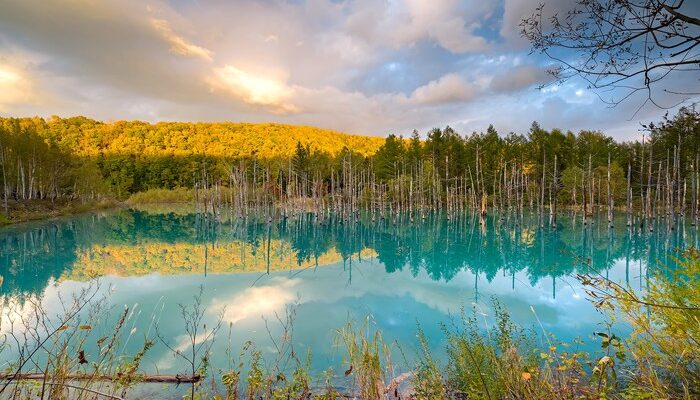 **Walau Pohon-pohon Ikoniknya Telah Ditebang, Desa Biei di Hokkaido Tetap Menawan Para Turis**
