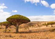 **Terjebak di Pulau Socotra, Tempat Tinggal Dajjal: Kisah 100 Turis yang Tidak Tersangka**