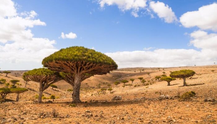 **Terjebak di Pulau Socotra, Tempat Tinggal Dajjal: Kisah 100 Turis yang Tidak Tersangka**
