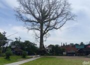 **Pohon Randu Berusia Ratusan Tahun di Borobudur, Sebuah Icon yang Mungkin Hilang**