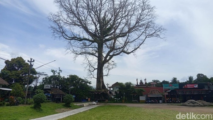**Pohon Randu Berusia Ratusan Tahun di Borobudur, Sebuah Icon yang Mungkin Hilang**