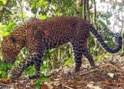 **Kisah 2 Predator Terbesar di Jawa: Macan Tutul dan Harimau Jawa yang Beda Nasib**